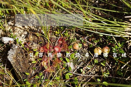 句容市债权债务律师在线咨询 句容市债权债务律师在线咨询
