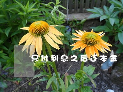 只付利息之后还本金 只付利息之后还本金