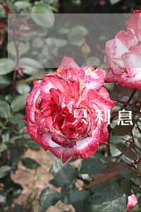 只利息不还本金 只利息不还本金