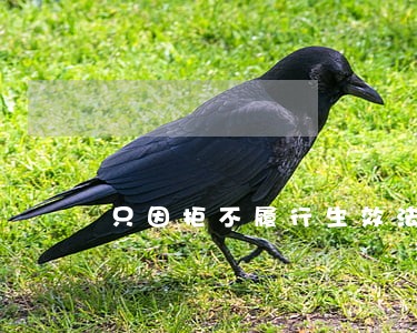 只因拒不履行生效法律文书 只因拒不履行生效法律文书
