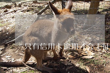 只有信用卡逾期才会上征信吗 只有信用卡逾期才会上征信吗