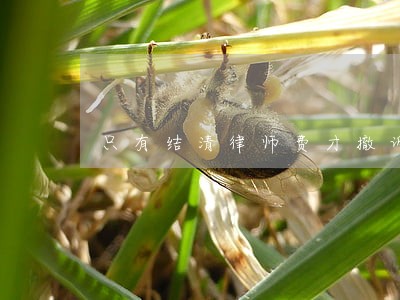 只有结清律师费才撤诉 只有结清律师费才撤诉