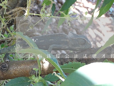 只有违反会计法律才算违法 只有违反会计法律才算违法