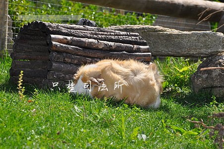 只楚司法所 只楚司法所