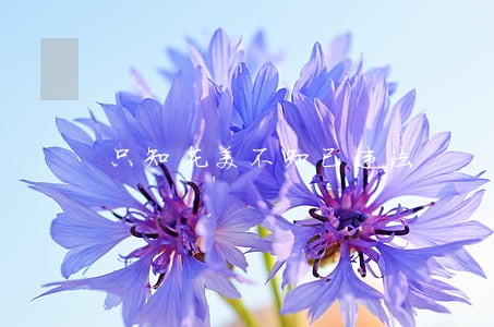 只知花美不知已违法