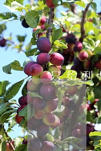 只给利息不还本金诈骗 只给利息不还本金诈骗