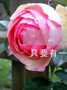 只要有一个逾期就不能贷款吗 只要有一个逾期就不能贷款吗