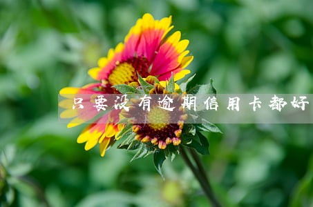 只要没有逾期信用卡都好下吗 只要没有逾期信用卡都好下吗