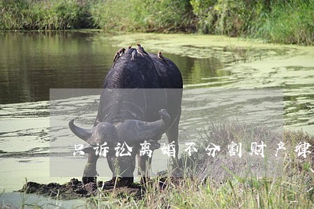 只诉讼离婚不分割财产律师费用 只诉讼离婚不分割财产律师费用