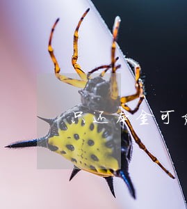 只还本金可结清是真的吗