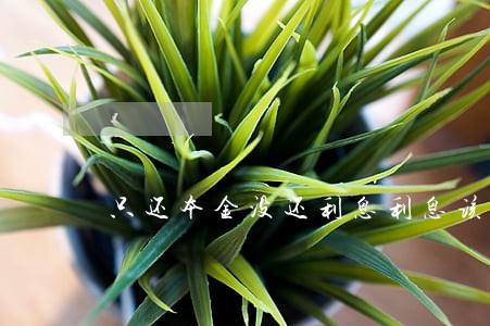 只还本金没还利息利息该如何算 只还本金没还利息利息该如何算