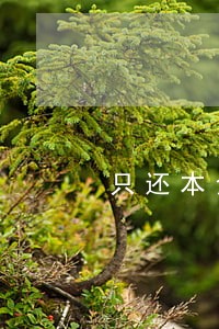 只还本金的怎么应对 只还本金的怎么应对