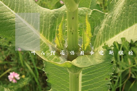 叫人代还信用卡逾期谁的责任 叫人代还信用卡逾期谁的责任