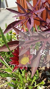 叫女的帮洗澡违法吗 叫女的帮洗澡违法吗
