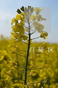 召陵区律师在线咨询 召陵区律师在线咨询