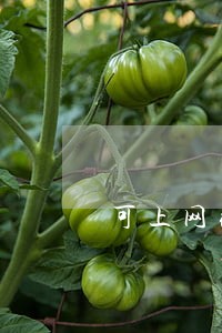 可上网缴纳交通违法罚款 可上网缴纳交通违法罚款