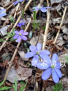 可不可以只还本金 可不可以只还本金