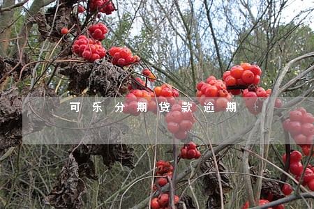 可乐分期贷款逾期 可乐分期贷款逾期
