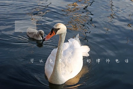 可以免费咨询的律师电话 可以免费咨询的律师电话