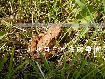 可以向二审法院申请保全吗 可以向二审法院申请保全吗