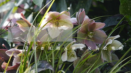 可以委托别人帮忙交诉讼费吗