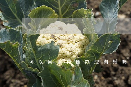 可以网上异地办理离婚吗