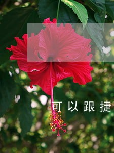 可以跟捷信商量只还本金吗 可以跟捷信商量只还本金吗