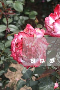 可以进入法院旁听吗 可以进入法院旁听吗