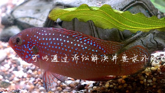 可以通过诉讼解决并要求补偿吗 可以通过诉讼解决并要求补偿吗
