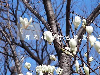 可否打银行电话查询是否逾期 可否打银行电话查询是否逾期