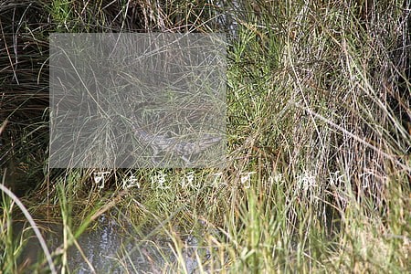 可法院说不可以撤诉了 可法院说不可以撤诉了