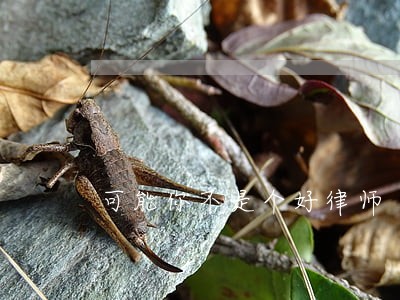 可能你不是个好律师 可能你不是个好律师