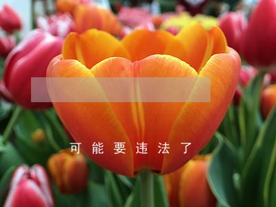 可能要违法了
