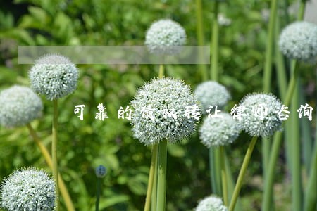 可靠的债权转让律师咨询网站 可靠的债权转让律师咨询网站