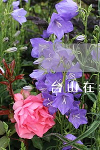 台山在线法律顾问服务 台山在线法律顾问服务