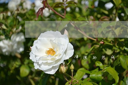 台州温岭法律援助热线 台州温岭法律援助热线