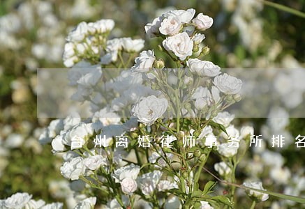 台州离婚律师事务所排名 台州离婚律师事务所排名