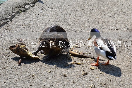 台江区职务犯罪在线律师 台江区职务犯罪在线律师