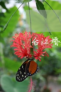 台江婚姻律师上哪找 台江婚姻律师上哪找