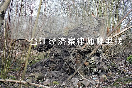 台江经济案律师哪里找