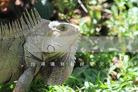 台湖镇知名讨要欠款律师多少钱
