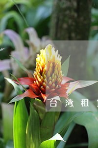 台湾租赁公司逾期10天 台湾租赁公司逾期10天
