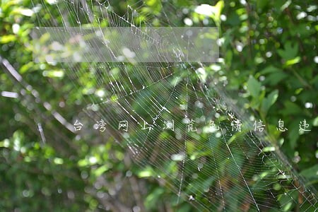 台湾网上浏览色情信息违法吗