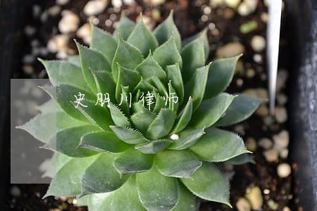 史朋川律师 史朋川律师