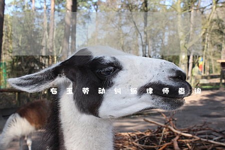 右玉劳动纠纷律师查询 右玉劳动纠纷律师查询