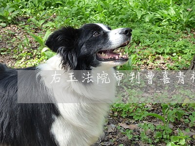 右玉法院审判曹喜青视频 右玉法院审判曹喜青视频