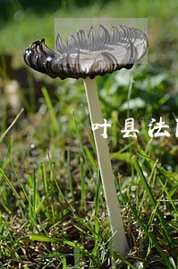 叶县法院执行局郭子喜 叶县法院执行局郭子喜