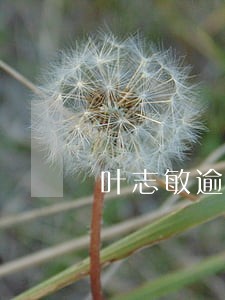 叶志敏逾期网贷 叶志敏逾期网贷