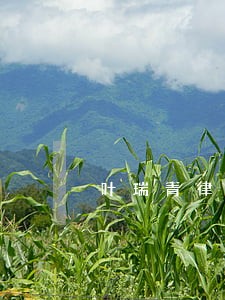 叶瑞青律师解答了不发工资 叶瑞青律师解答了不发工资