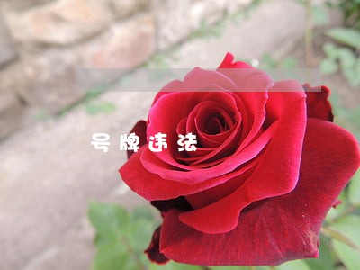 号牌违法